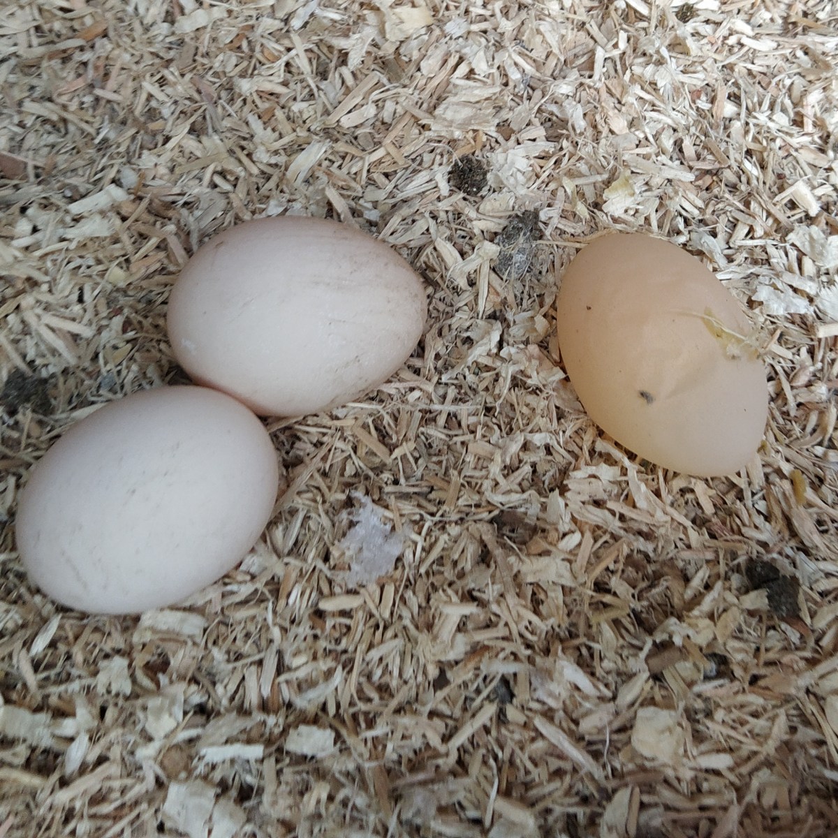 Soft Shelled Eggs&nbsp;…