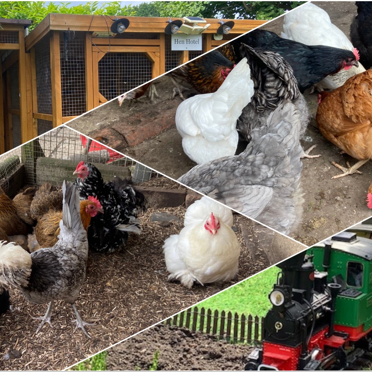 Morning Coffee and Meet the&nbsp;Chickens