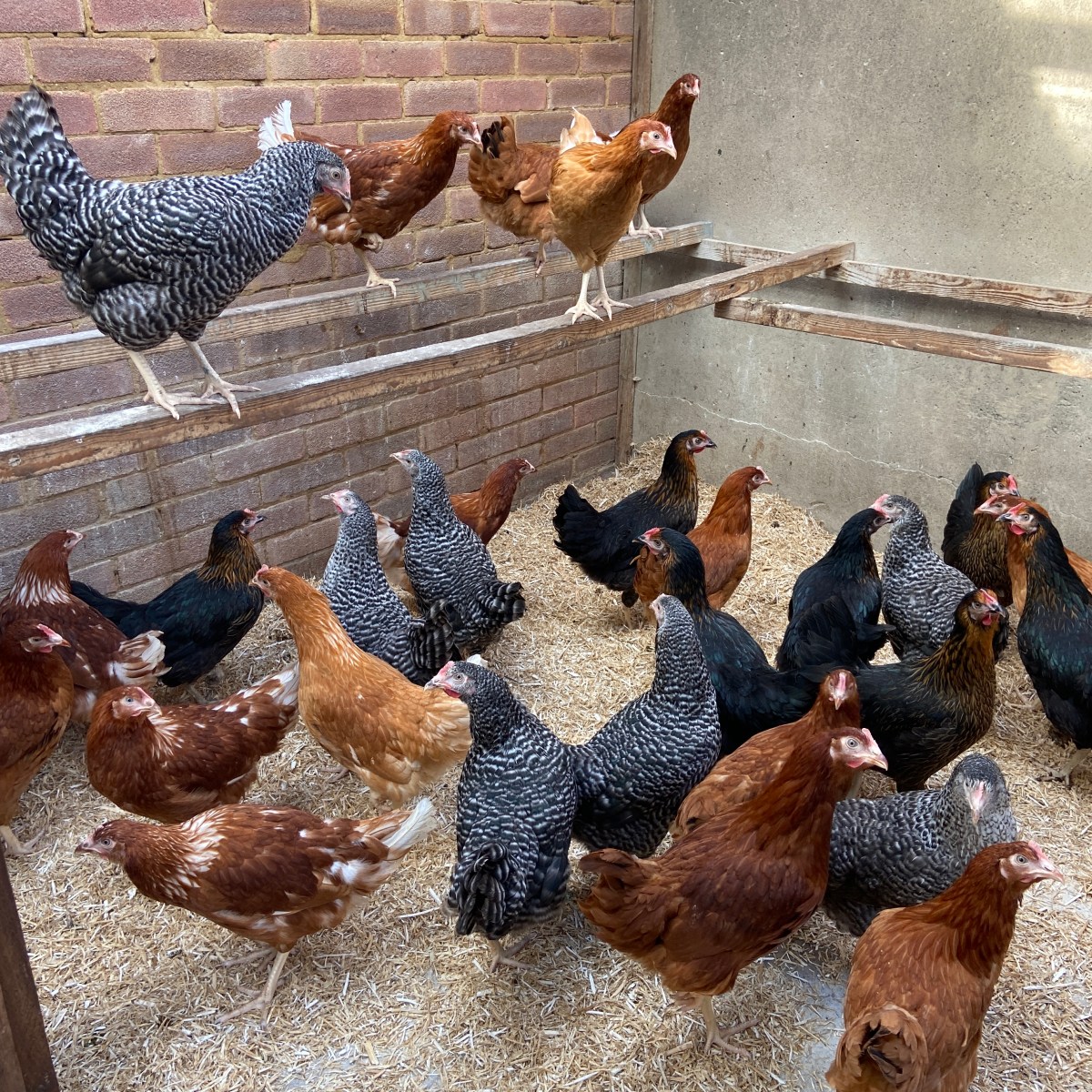 Introduction to Chicken Keeping&nbsp;🐓
