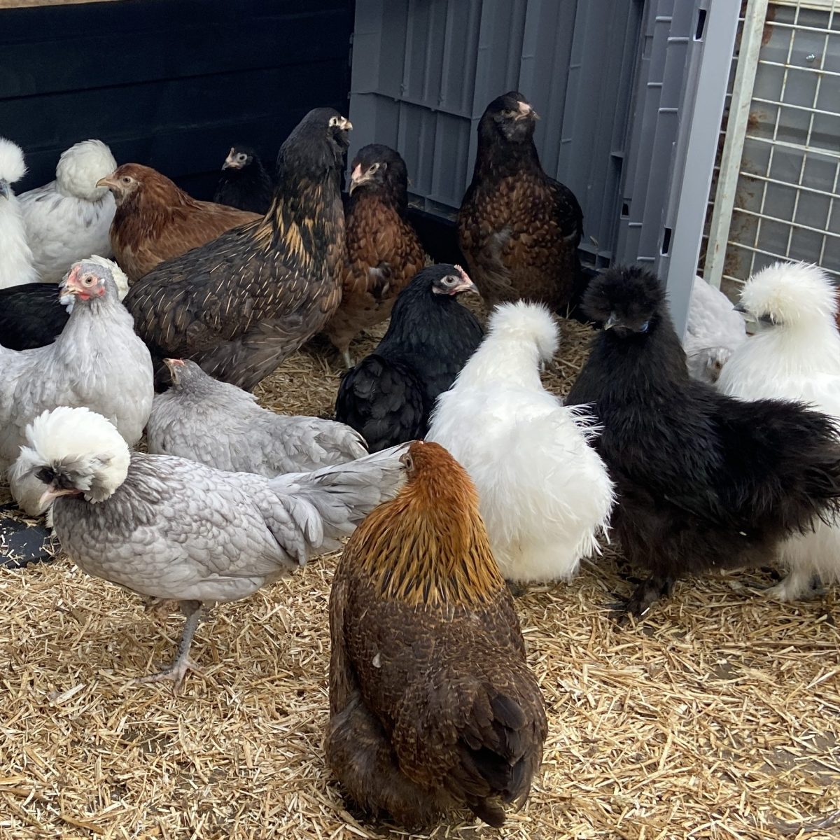 Feb 2025 – Small Pure Breeds are now available…