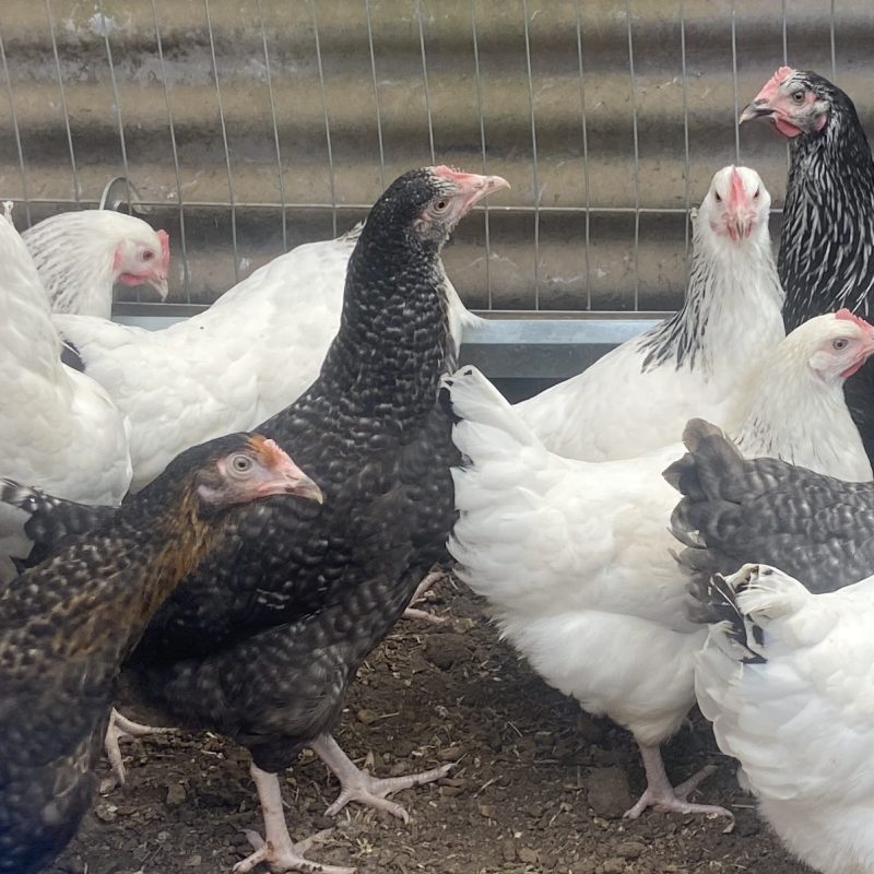 October 2025 – Hybrids are now available…